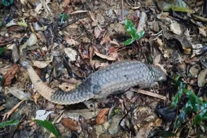 Le pangolin de Java a été relâché dans son habitat naturel. Photo : Centre de sauvetage, de conservation et de développement des créatures.