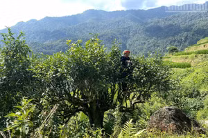 À Cao Bo, les théiers Shan Tuyet prennent la forme de grands arbres aux troncs robustes, obligeant les cueilleurs à grimper dans les branches pour récolter, à la main, les jeunes pousses.