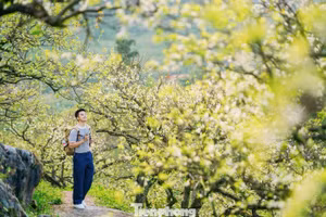À Moc Chau, les pruniers fleurissent avant l’heure