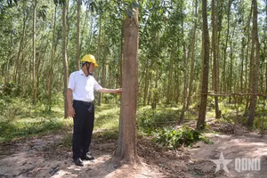 Les crédits carbone forestiers du Vietnam devraient constituer une source d’approvisionnement importante pour la future plateforme d’échange. Sur la photo : une forêt plantée dans la commune de Binh Hiep, province de Gia Lai. Photo : QDND.