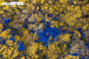 À Huê, la mangrove de Tam Giang se pare de jaune et se transforme en tableau naturel 