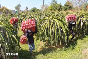 Le Royaume-Uni dispose d'atouts en matière de science et de technologie, de gouvernance et de normes écologiques, tandis que le Vietnam est un producteur majeur de produits agricoles tropicaux et une porte d'entrée importante vers la région de l'ASEAN. Photo d'illustration : VNA.