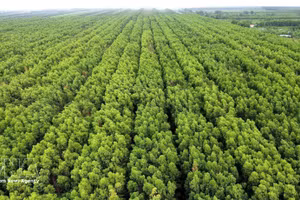L’écosystème de mangroves de Ca Mau est diversifié et couvre une vaste superficie. Photo : VNA.