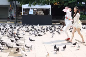 Les pigeons « en promenade » à Hô Chi Minh-Ville font le bonheur des passants