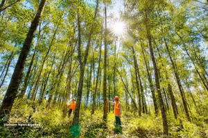 La province de Quang Tri accélère le développement des plantations forestières destinées à la production de bois de gros diamètre. Photo : VNA.