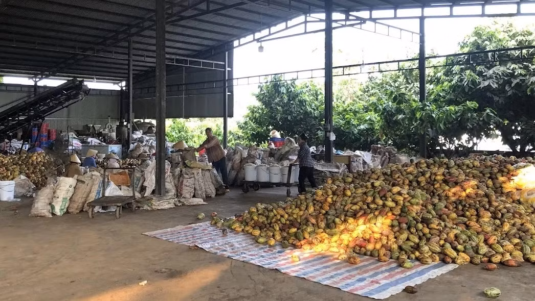 Chaque année, l’entreprise Trong Duc doit traiter jusqu’à 5 000 tonnes de coques de cacao fraîches.