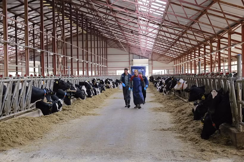 La ferme laitière du groupe TH à Kaluga. Photo : TH.