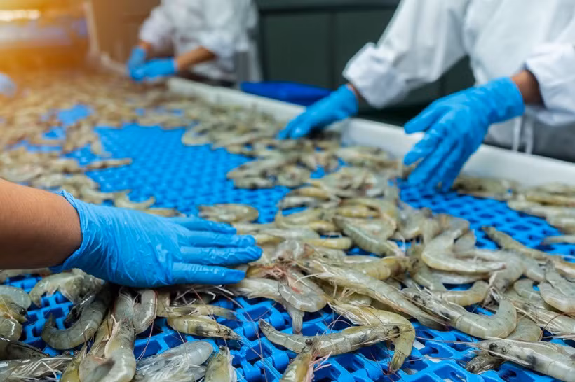 Les grands marchés comme l’UE, les États-Unis ou le Japon exigent des normes strictes en sécurité alimentaire, durabilité et environnement. Photo : Tepbac.