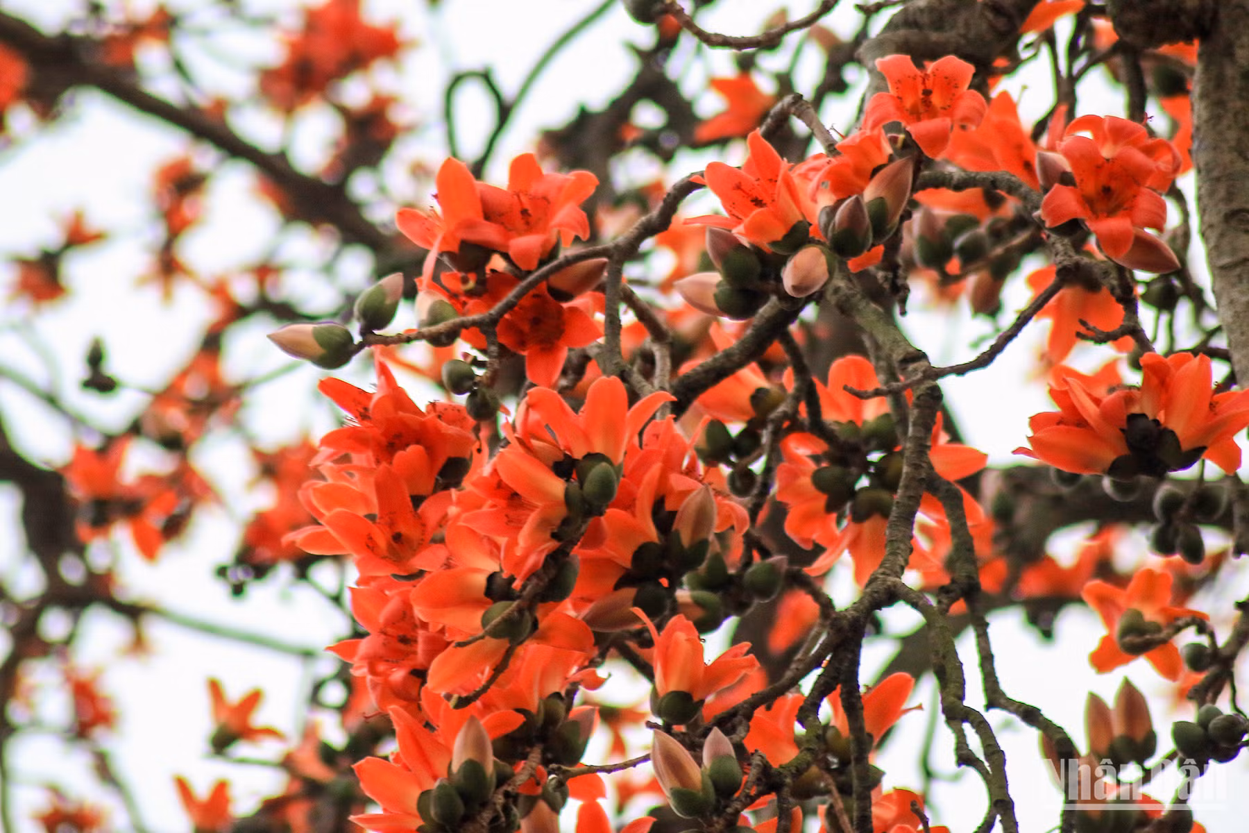 Les fleurs de bombax ceiba laissent toujours un beau souvenir auprès de nombreuses personnes.
