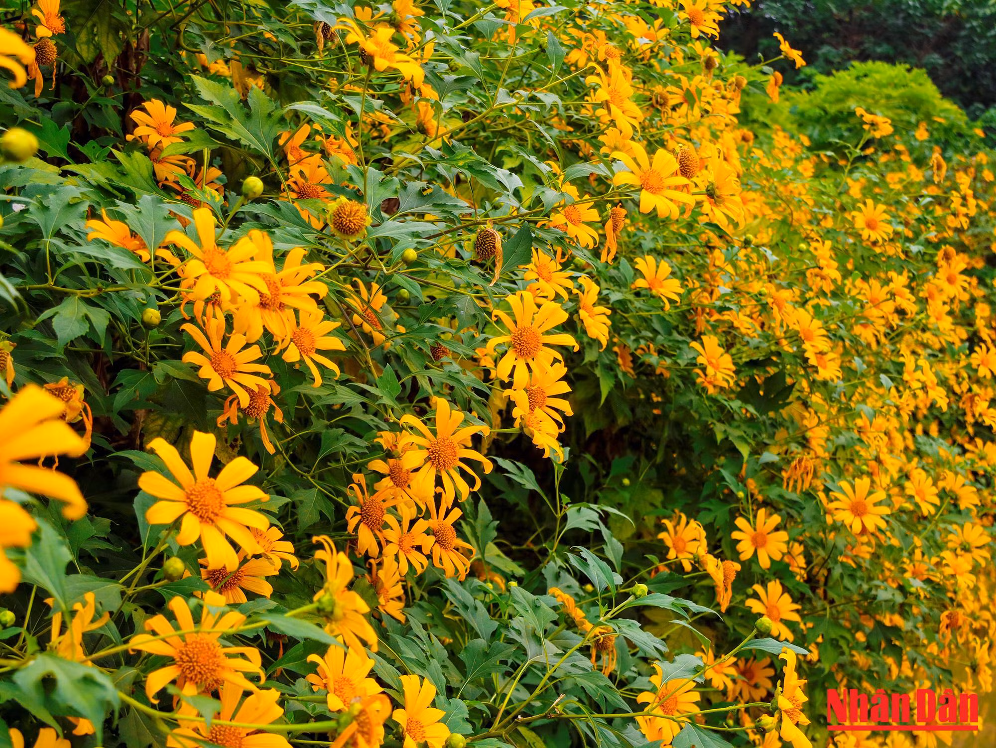 Avec le temps frais d’aujourd’hui, les tournesols sauvages sont d’autant plus vifs et plus resplendissants.