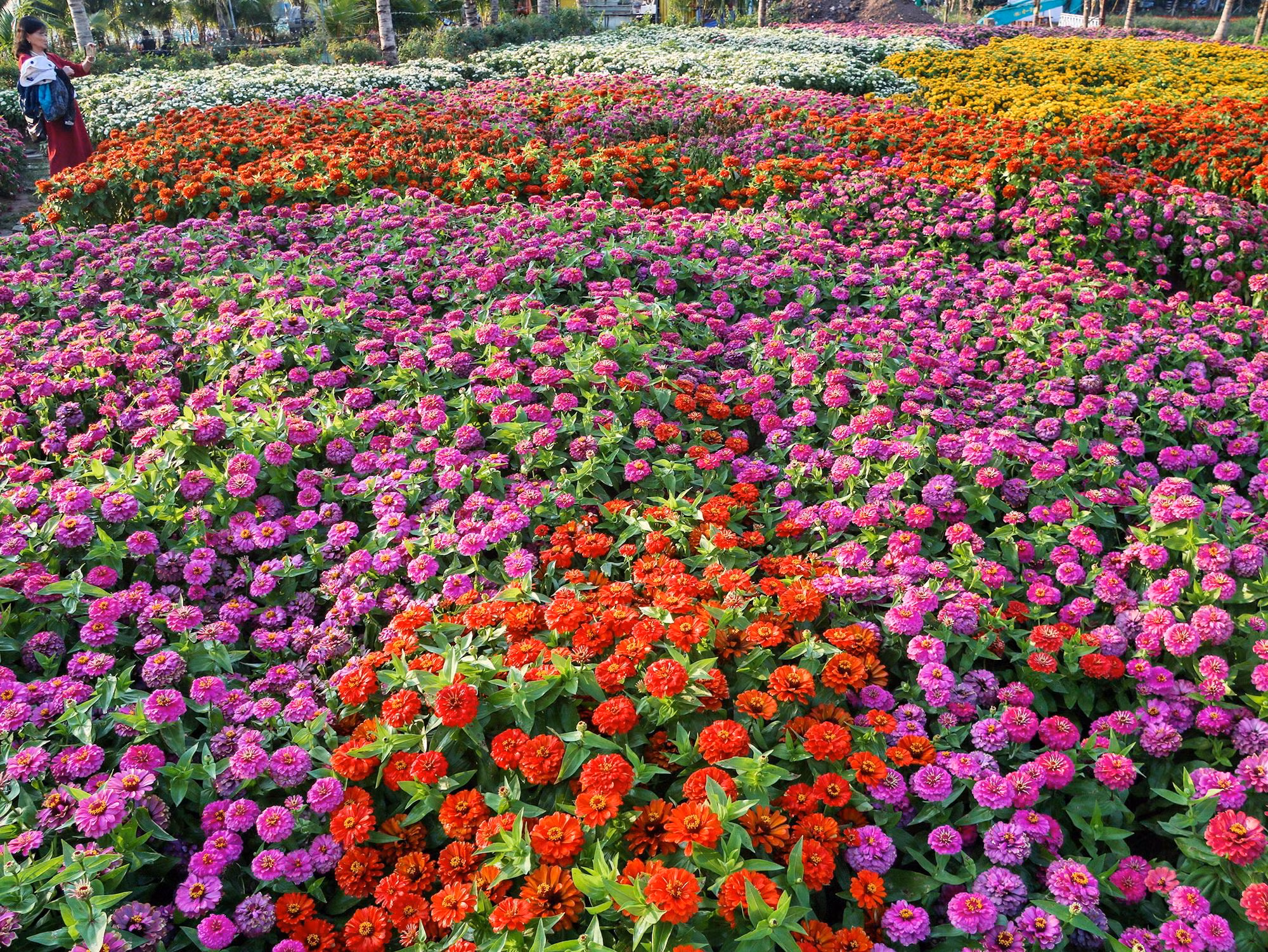 Une vallée de fleurs au sein de Hanoï