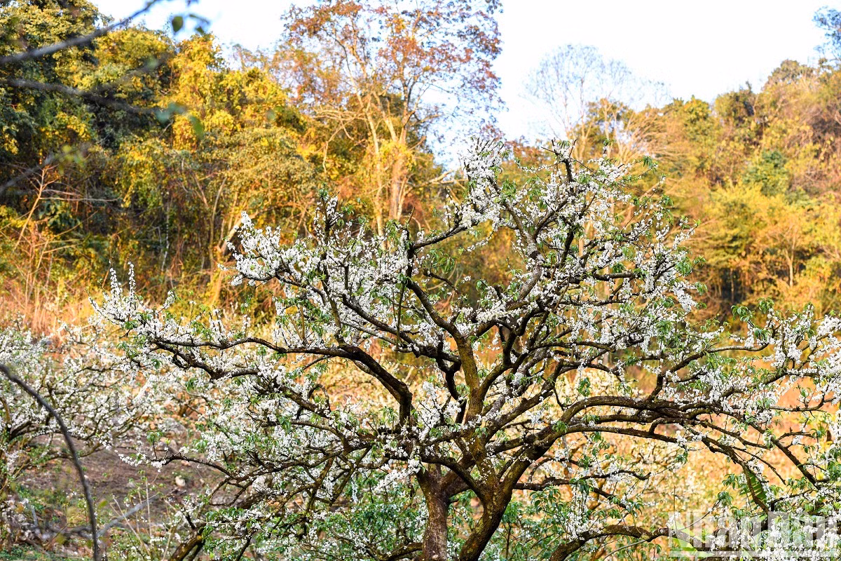La beauté de la vallée de pruniers de Mu Nau ảnh 10