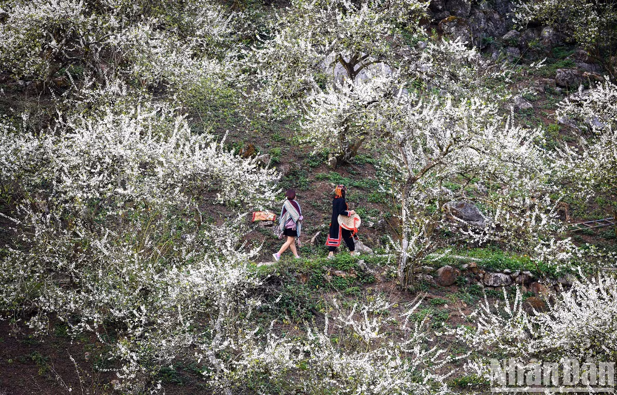 Les voyageurs s’immergent dans la forêt de pruniers en fleurs.