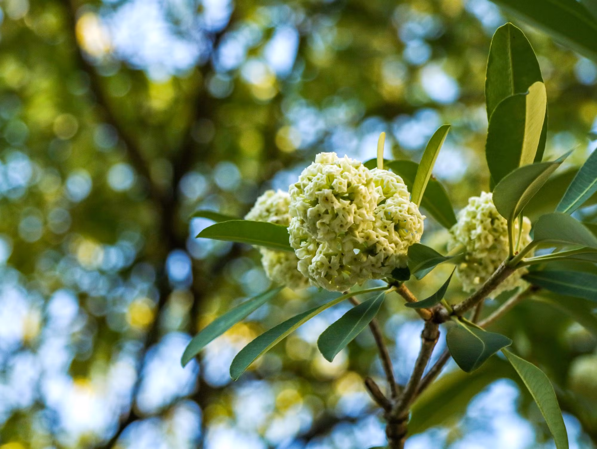 Les fleurs d’alstonia, la beauté et le parfum typiques de Hanoï