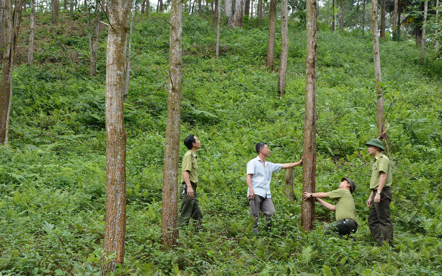 Un aménagement approprié pour augmenter la superficie des forêts de bois précieux, afin de répondre à la demande en matières premières pour la transformation et l'exportation de meubles en bois. Source : tapchixaydung.vn