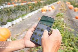 Accélération de l’application des sciences et des technologies dans la production agricole. Photo : VNA.