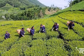 Le Vietnam a officiellement fait de la croissance verte et de l’économie verte des orientations de développement dans ses documents stratégiques et son cadre juridique pour la période 2021-2030, avec une vision à l’horizon 2050. (Source : Bao Thai Nguyen)