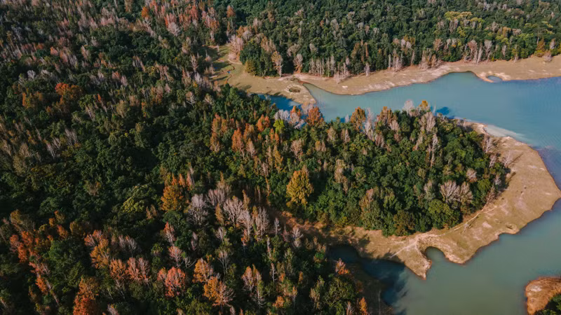 Une vaste forêt d'érables. Photo : vietnamnet.vn