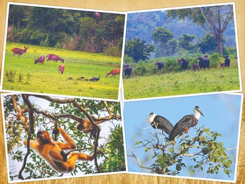 Animaux dans le Parc national de Cat Tien. Photo : VNA.