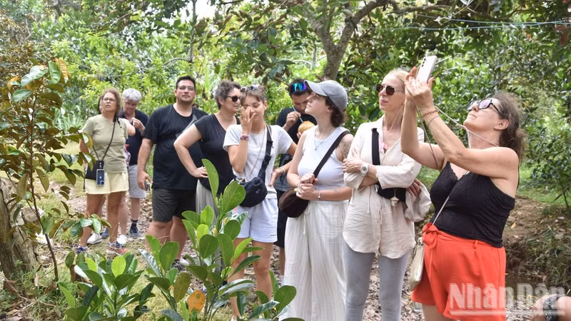 Des touristes étrangers visitent un verger sur l’îlot de Tan Phong dans la commune de Hiep Duc, province de Dong Thap. Photo : NDEL.