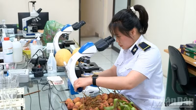 Une cadre de quarantaine végétale de Tan Thanh prélève des échantillons de litchi. Photo : NDEL.