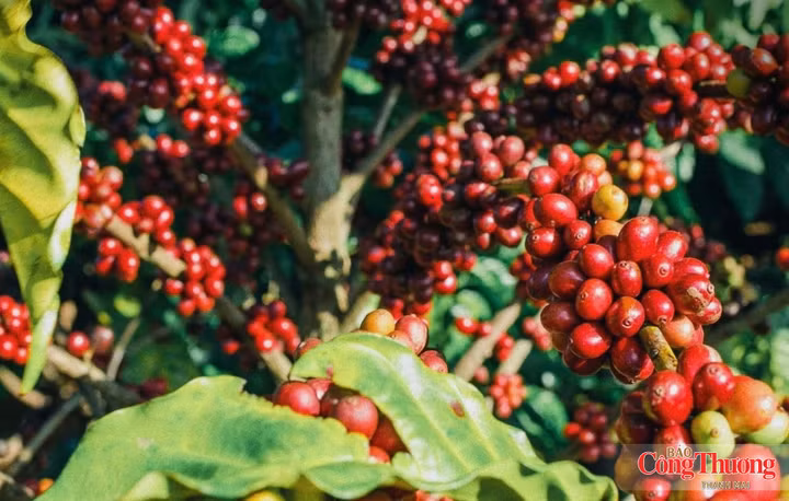 Les produits de café Gia Lai sont désormais disponibles dans plus de 60 pays et territoires. Photo : congthuong.vn