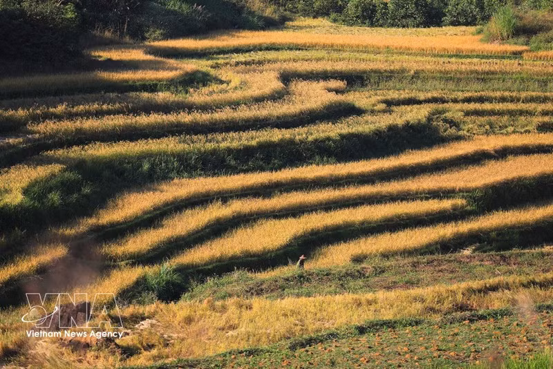 Les rizières en terrasses de Mien Doi s’étendent à flanc de colline, dans la commune de Thuong Coc, offrant un magnifique paysage doré à la saison des récoltes. Photo : VNA.