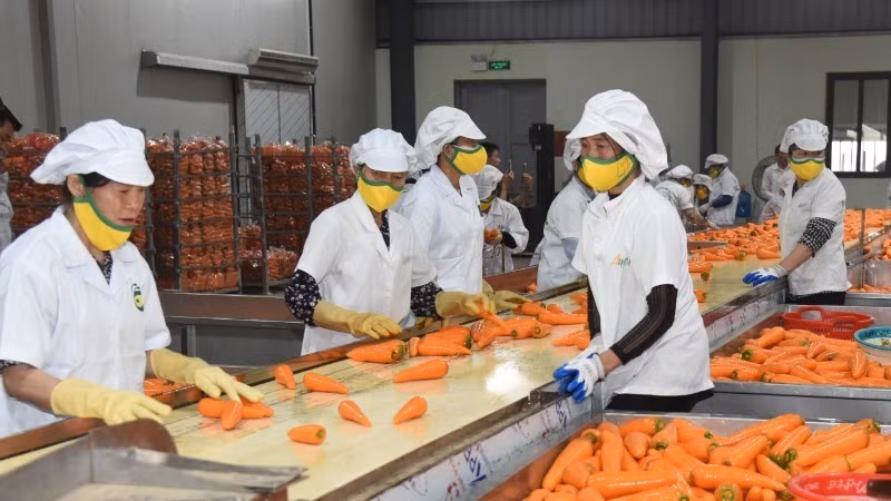 À la fin du mois d’octobre 2025, les exportations vietnamiennes de fruits et légumes ont atteint environ 7,05 milliards de dollars. Photo : NDEL.