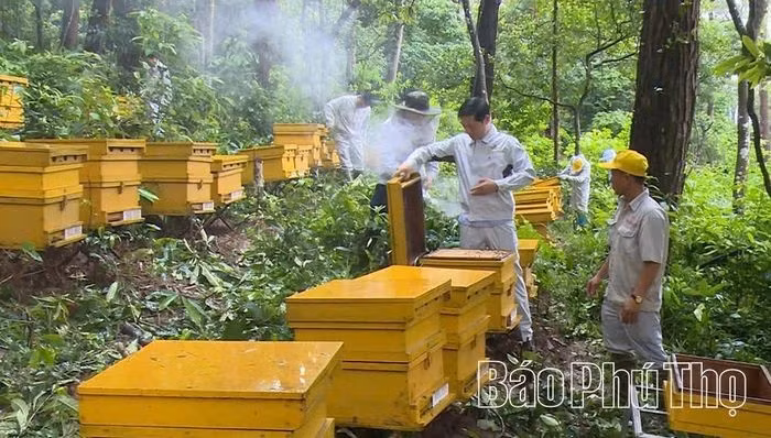 Grâce à son travail acharné et à sa créativité, Honeco a mis au point de nombreux produits à base de miel appréciés sur les marchés national et international. Photo : baophutho.vn