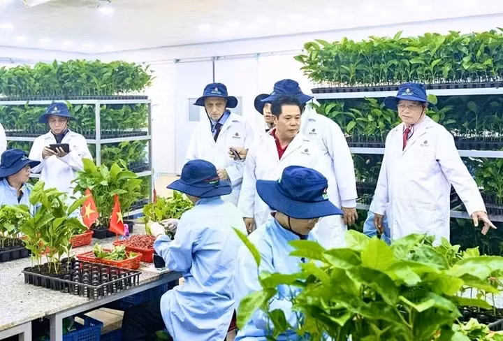 Des experts technologiques israéliens coopèrent avec des entreprises vietnamiennes pour développer des applications technologiques dans l'agriculture. Photo : baogialai.com.vn