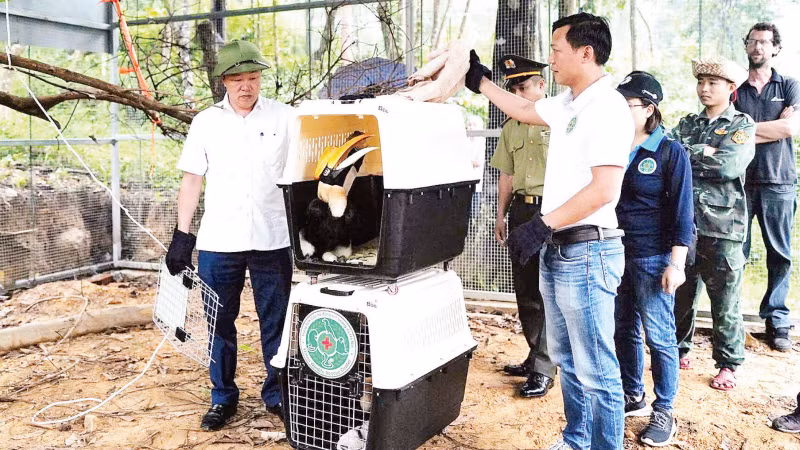 Le comité de gestion du parc national de Phong Nha-Ke Bang a relâché des calaos, une espèce rare, dans leur habitat naturel après les avoir secourus. Photo : NDEL.