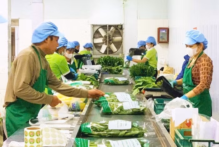 L’emballage de produits dans la coopérative de fruits et légumes de Chuc Son. Photo : hanoimoi.com.vn