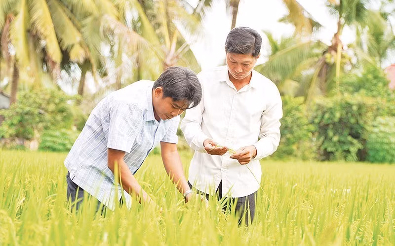 Des agriculteurs de la coopérative de services agricoles de Thang Loi dans la province de Dong Thap (au Sud du Vietnam) visitent le projet pilote de production de riz de haute qualité et à faibles émissions. Photo : NDEL.