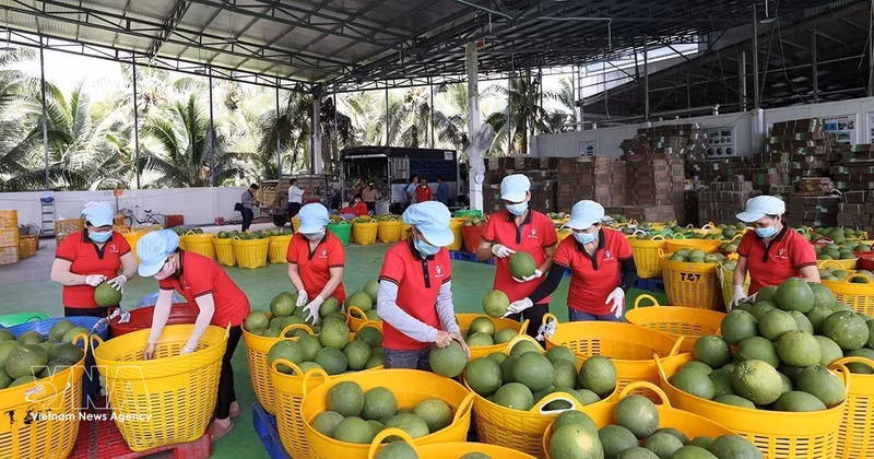 Tri de pomelos verts destinés à l'exportation à l'usine du groupe Vina T&T, dans la province de Vinh Long. Photo : VNA. 