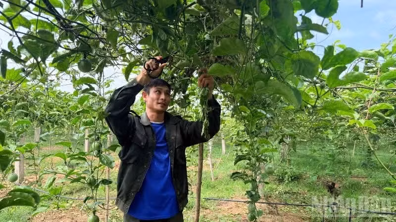 Bui Quoc Huy prend soin de sa culture de fruits de la passion.