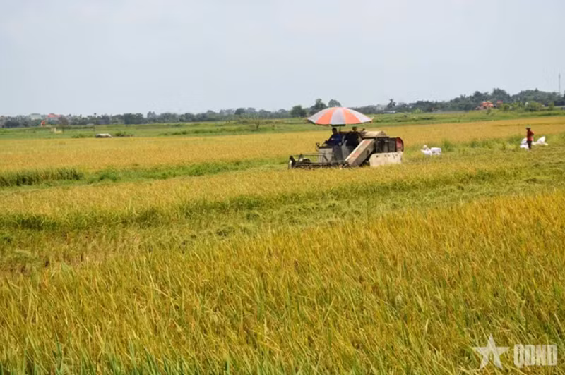 Le riz figure parmi les cultures retenues pour réduire les émissions de gaz à effet de serre. Sur la photo : une récolte de riz dans le delta du Mékong.