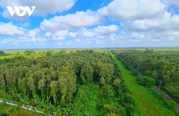 Vue aérienne de la forêt d’U Minh Ha