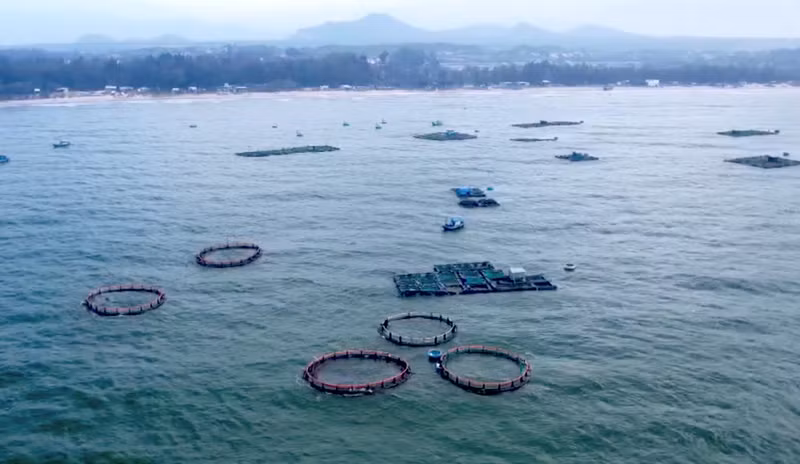 Plusieurs zones d’élevage marin utilisant des cages en polyéthylène haute densité (PEHD) ont vu le jour dans la commune de Lien Huong.