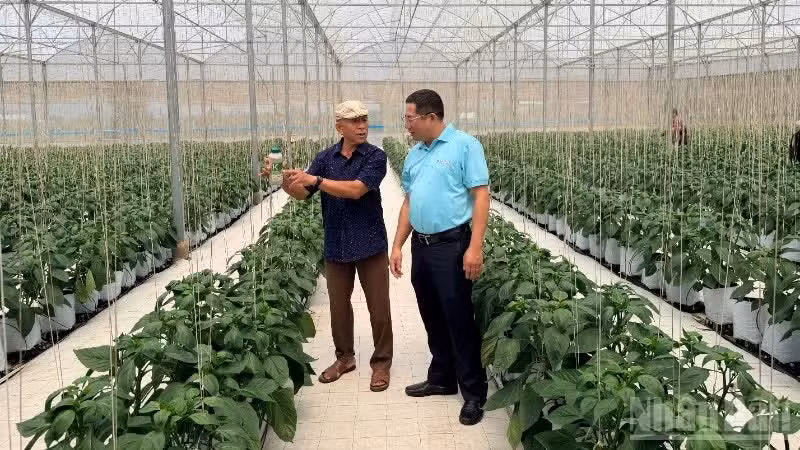 Tran Son Tay, agriculteur de la commune de Tan Hoi, en compagnie de représentants d’Agribank dans sa plantation de piments.