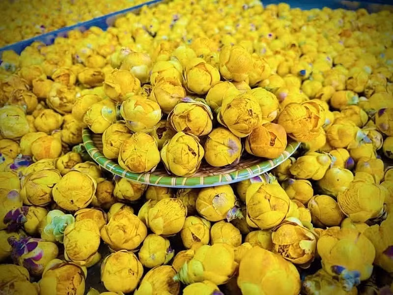 Le camélia doré, une plante médicinale précieuse, est largement cultivé dans la province de Thai Nguyen. Photo diffusée par la VNA. 