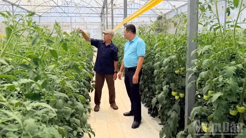 Tran Son Tay (commune de Tan Hoi) dans sa plantation de tomates.