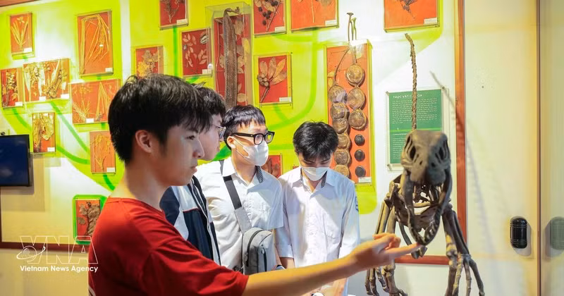 Des élèves visitent et découvrent le Musée d’Histoire naturelle du Vietnam. Photo : VNA 