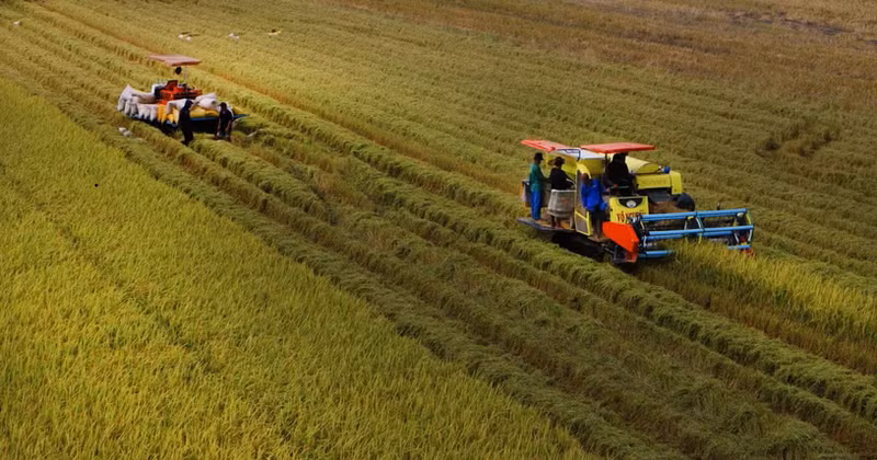 Récolte de riz de haute qualité dans la commune de Vi Thuy, ville de Can Tho. Photo : VNA. 