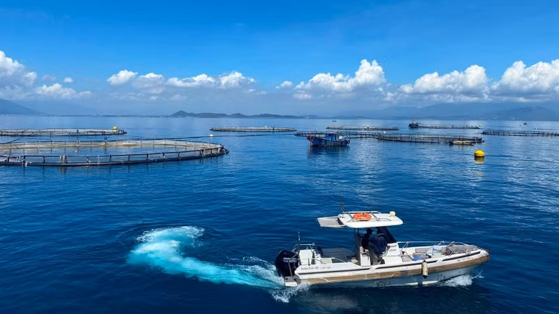 Une ferme de bars asiatiques en eaux profondes exploitée par Australis Aquaculture Vietnam dans la baie de Van Phong, province de Khanh Hoa. Photo : Quoc Viet-Le Quan.