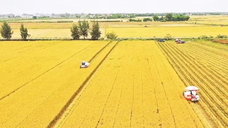 Récolte du riz dans le delta du Mékong. (Photo : VNA)
