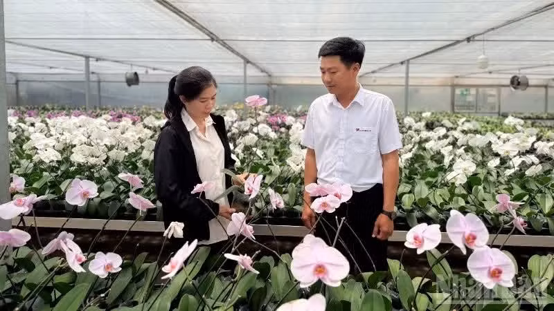 Des agents de l’agence Agribank Lam Dong II accompagnent les agriculteurs dans leurs démarches d’accès au crédit pour financer leur production.