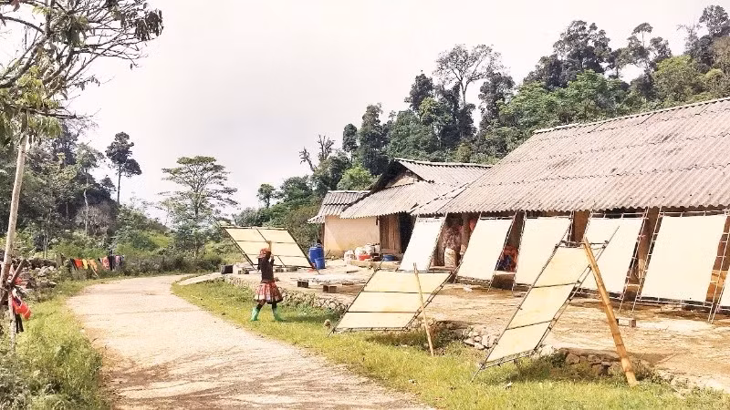 Les H’Mông de Pa Co perpétuent avec persévérance le métier traditionnel de fabrication du papier en bambou. Photo : Le Bich