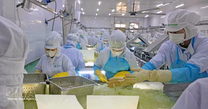 Chaîne de production d’aloe vera de VietFarm. Photo : VNA.