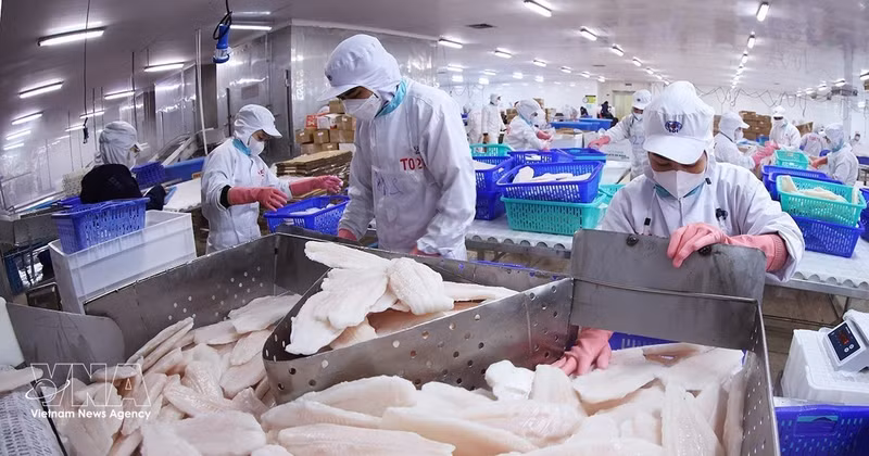 Le filet de pangasius est un produit d'exportation vietnamien vers le Canada. Photo d'illustration : VNA.