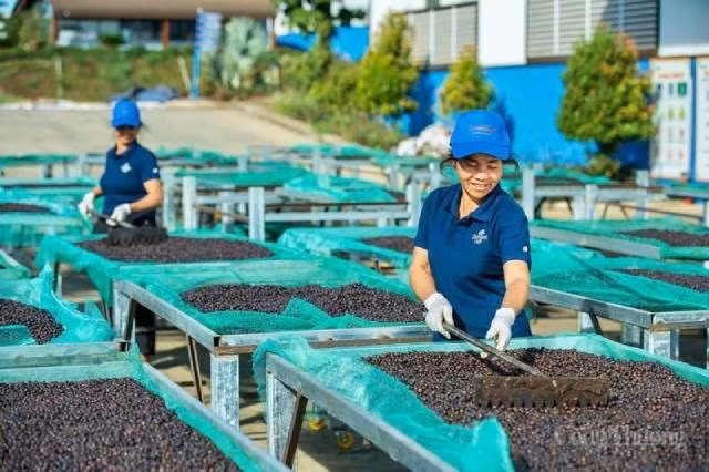 Des ouvriers font sécher le café dans l’usine de production de la société à responsabilité limitée Vĩnh Hiệp. Photo : congthuong.vn